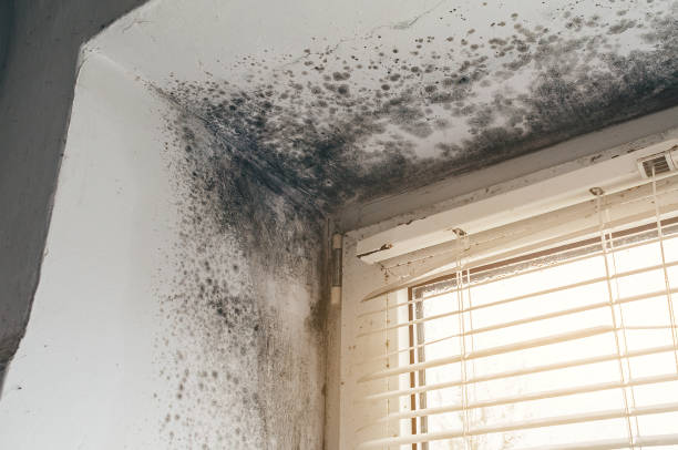 Affordable Black Mold Remediation solutions in Lake Zurich, IL